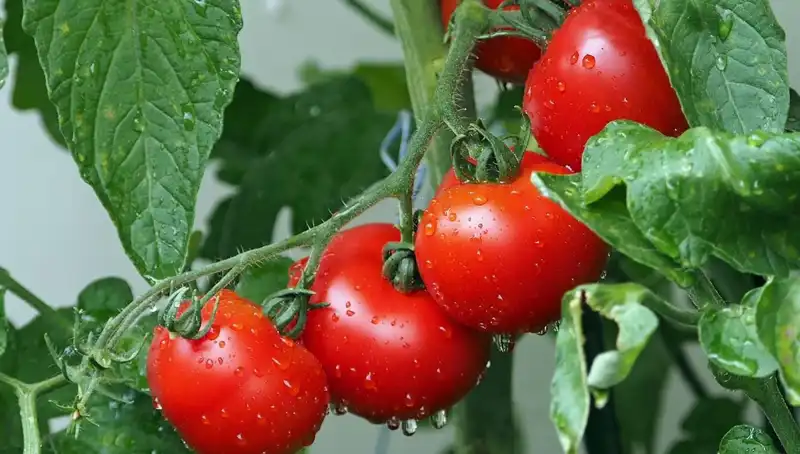 Domateslerin Tarihi Milyonlarca Yıl Önceye Gidiyor: İnsan Etkisi Ne Olacak?