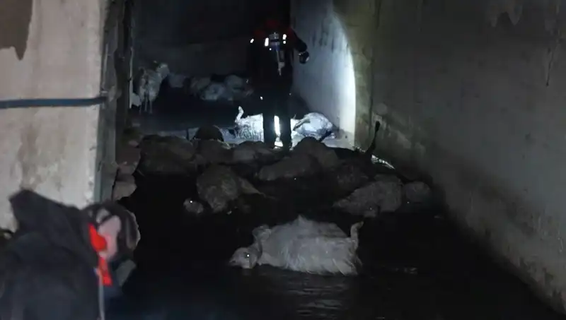 İnanılması Zor: Keskin Koku Hayvanların Canını Aldı!