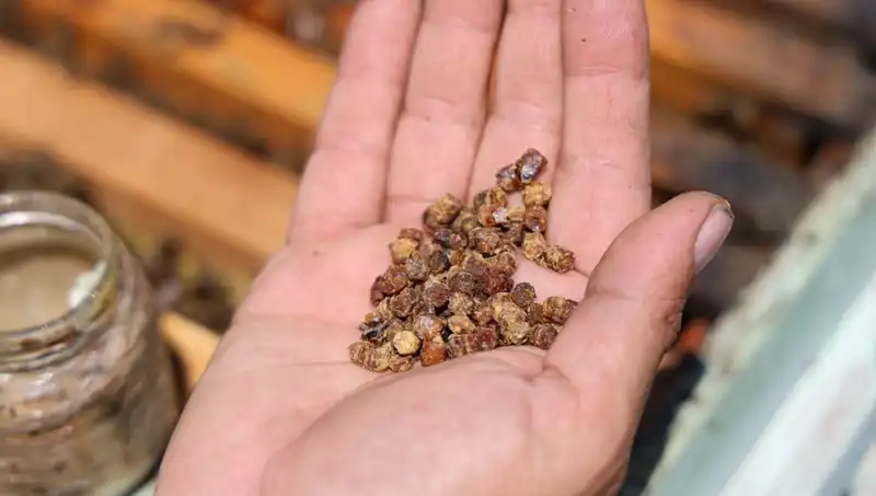 Eski Çöp Şimdi Lüks: Kilosu 3 Bin TL’den Satılan Besin
