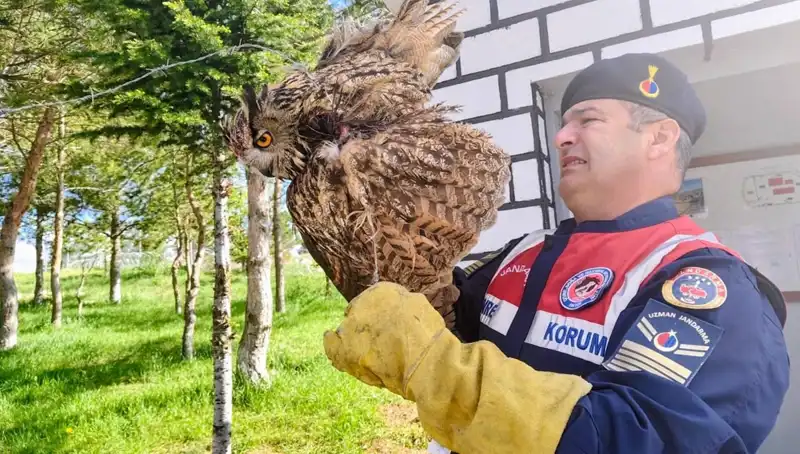 Dikenli Tellere Takılan Puhu, Doğaya Yeniden Kazandırılacak mı?