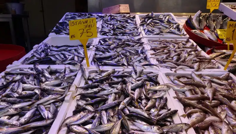 Sonbahar Yaklaşıyor: Balık Avı Sezonu Kapanıyor!