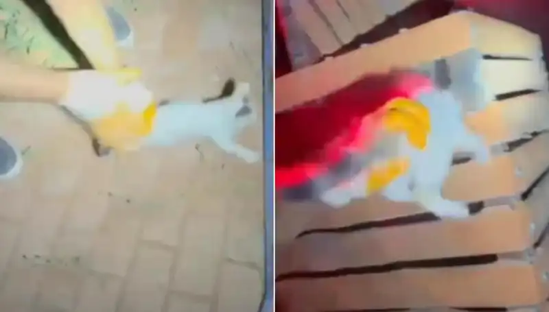 Gece Yarısı İtfaiyeden Kedi Kurtarma Operasyonu: Hayvanseverler Olayı Konuşuyor