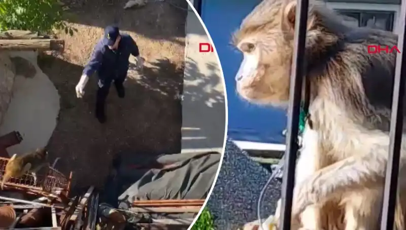 Muğla'da Eğlenceli Bir Kovalamaca: Maymun Mahalleyi Sarmaladı!