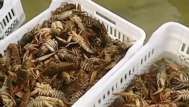 Baraj Gölünde Görülen Şaşırtıcı Durum, Balıkçıları Üzüntüye Boğdu