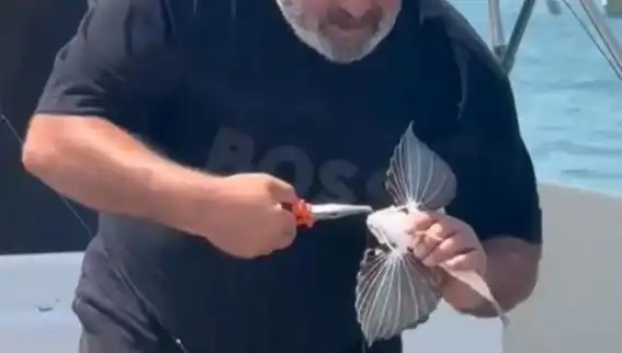 Saros'ta Nadir Güzel: Kırlangıç Balığı Oltaya Takıldı