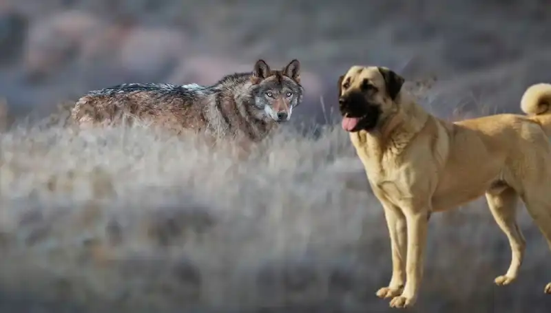 Kangal Köpeği Talebinde Patlama: Kurt Popülasyonundaki Artış Etkiliyor!