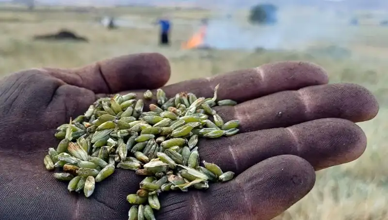Firik Sezonu Açıldı: Lezzeti ve Faydalarıyla Sofraları Şenlendiriyor