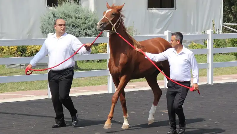 Rekor Kıran "Taşkın Kral", Doğanın Gücüne Meydan Okuyor!