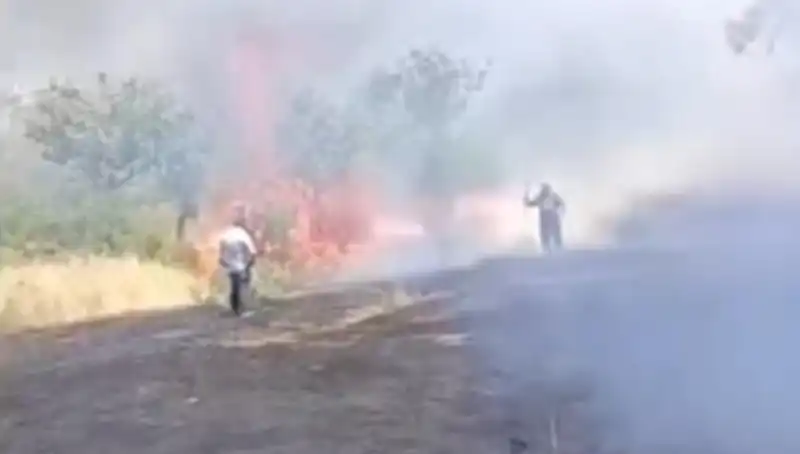 Çay İçin Yakılan Ateş, Fıstık Ağaçlarını Kül Etti: Felaket Alev Alev!