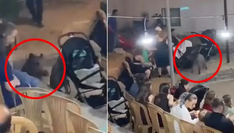 Yaban Domuzları Düğünlere Mi Akın Ediyor? Şaşırtan Olay!