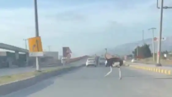 Hatay'da Yolda Deve Kuşu Görülünce Şaşkınlıkla Karşılandı