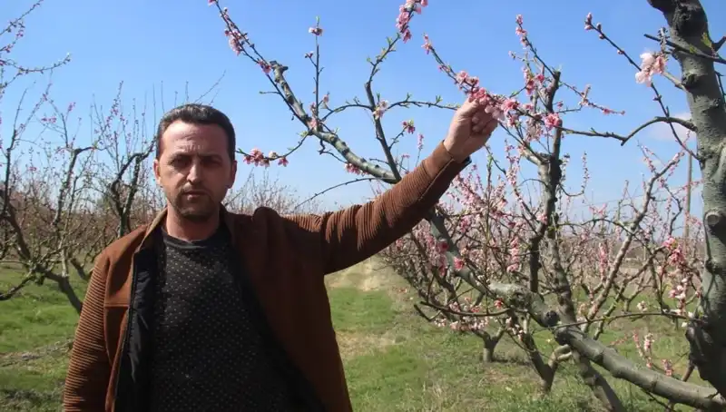 Don Vurması, Çiçek Açan Ağaçları Tehdit Ediyor: Doğa Tam Bir Krizle Karşı Karşıya!