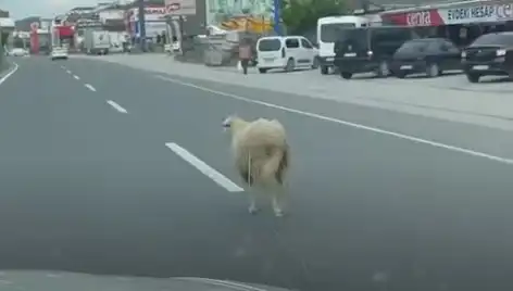 Yalova'da Kaçan Kurbanlıklar Trafiği Kilitledi, Şok Görüntüler Ortaya Çıktı!