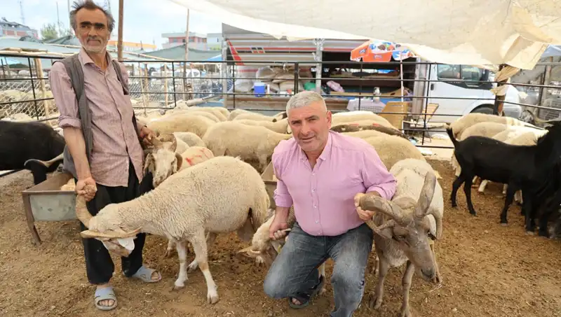 Kurban Pazarının Yıldızı: 4 Boynuzlu Koçların Cazibesi