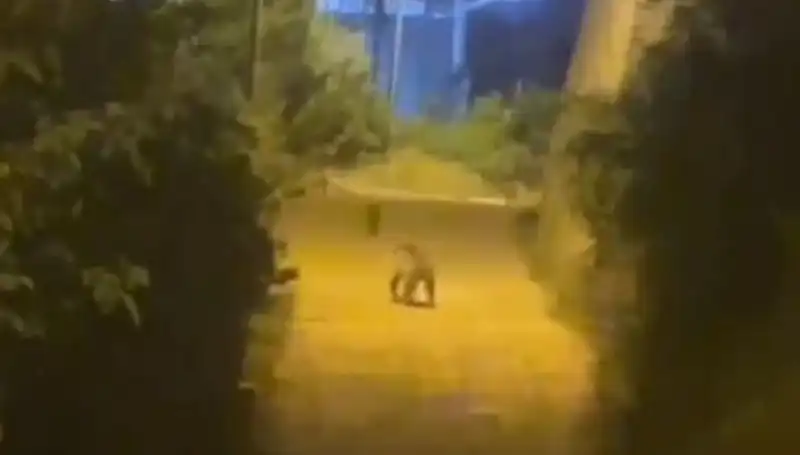 Gümüşhane’de Şehir Merkezine İnen Ayı, Vatandaşları Korkuttu!