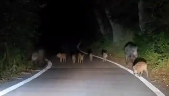 Elazığ’da Domuz Sürüsü Yolda Trafik Kazasına Neden Oldu!