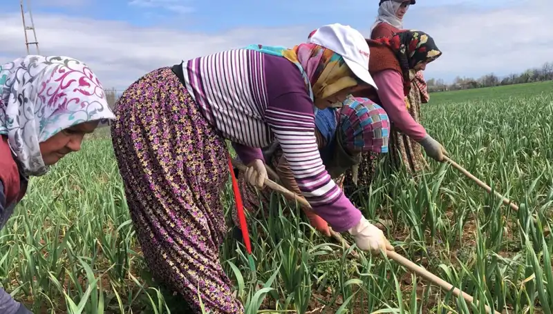 Beyaz Altın: Dünyayı Saracak Yeni Bir Tarım Mucizesi