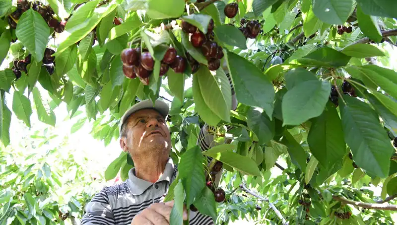 Lapseki Devi: Çay Bardağına Sığmayan Devasa Zeytin Heykeli
