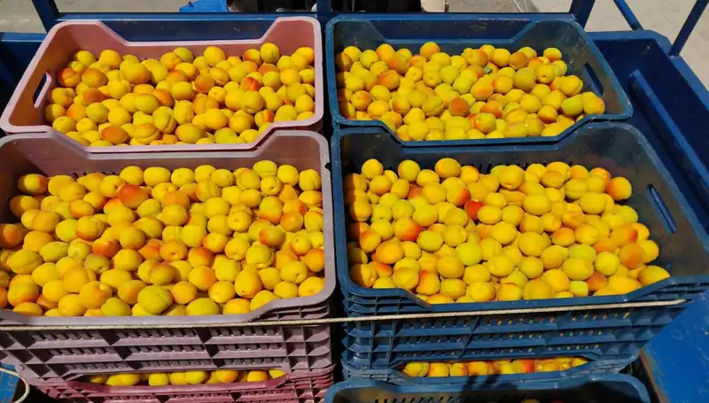 İlk Hasat Heyecanı: Çiftçiler 500 TL'den Alıcı Buldu!