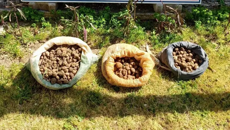 10 Kilo Salep Toplarken Suçüstü Yakalanan 3 Kişi: Olayın Perde Arkası!