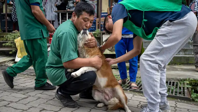 Filipinler'de Kuduz Alarmı: 2024'te 426 Kişi Hayatını Kaybetti!