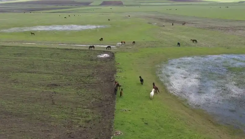 Kars'ın Büyüleyici Doğasında Yılkı Atları: Doğanın Kendine Has Dansı